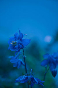 Close-up of wilted flower against blue sky