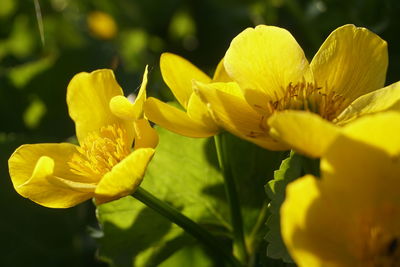 Close-up of yellow flowering plant