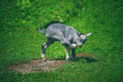 Side view of a horse on field