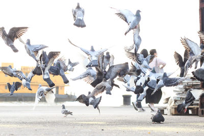 Flock of pigeons on the road