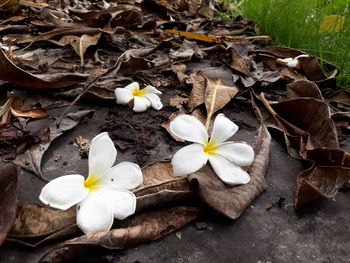 High angle view of white flowering plant leaves on field