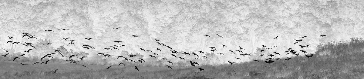 Flock of birds flying over beach