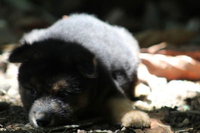 Close-up of puppy resting outdoors