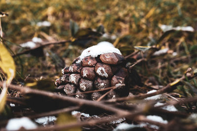 Close-up of mushroom growing on field