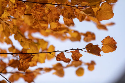 Close-up of dry leaves on tree during autumn