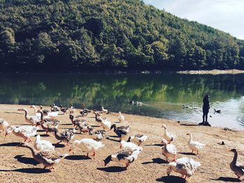 Geese at lakeshore on sunny day