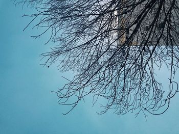 Close-up of tree against clear sky