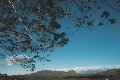Low angle view of tree against blue sky