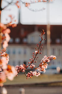 Close-up of cherry blossom