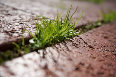 Close-up of moss growing on tree trunk