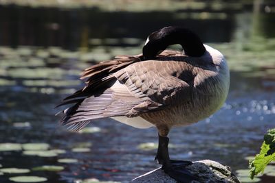 Close-up of duck at lakeshore