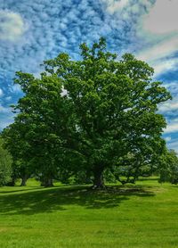 Scenic view of grassy field against cloudy sky