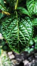 Close-up of green leaves