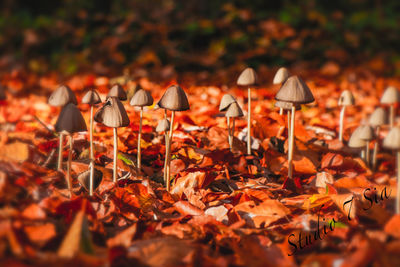 Close-up of autumn leaves on field