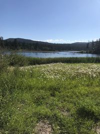 Scenic view of field against clear sky