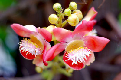 Close-up of pink flowering plant