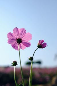 Close-up of pink cosmos flower against sky