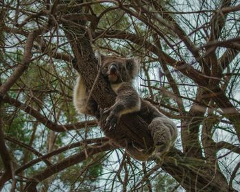 Low angle view of koala on tree