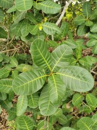 Full frame shot of fresh green leaves