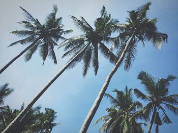 Low angle view of trees against blue sky
