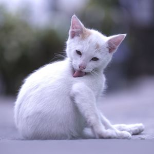 Close-up of white kitten sitting outdoors