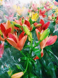 Close-up of flowers