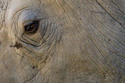 Close-up of elephant