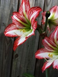 Close-up of red flower