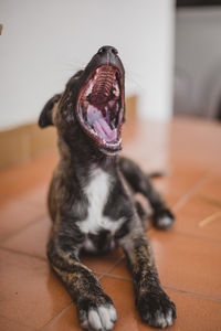 Close-up of a dog yawning