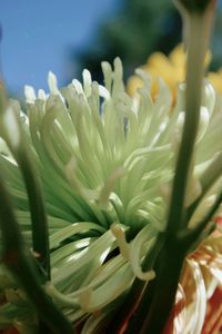 Close-up of white flowering plant