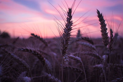 Close-up of wheat field against sky at sunset