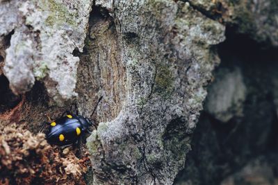 High angle view of bug on tree trunk