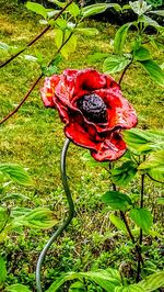 Close-up of red rose