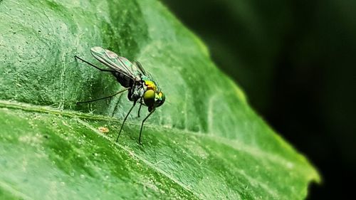 Close-up of insect on leaf