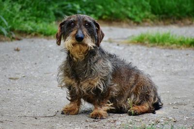 Portrait of dog sitting on land