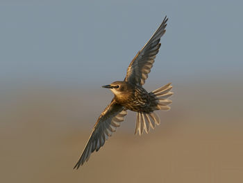 Bird flying in the sky