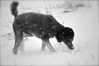 Dog on snow during winter