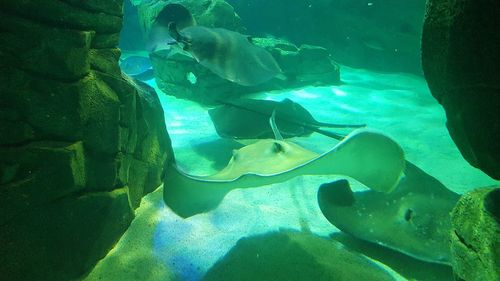 Fish swimming in aquarium