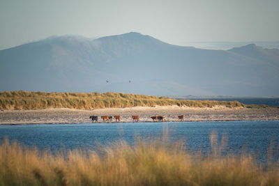 Scenic view of sea against sky with cattle walking along shore.