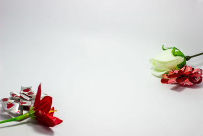 Close-up of roses against white background