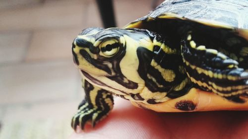 Close-up of tortoise