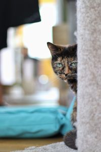 Portrait of cat relaxing at home