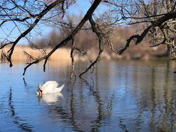 Swans swimming in lake