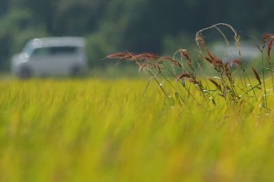 Grass growing on field