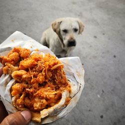 High angle view of hand holding dog