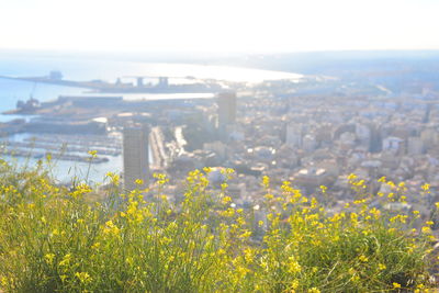 Yellow flowers growing on field by buildings against sky