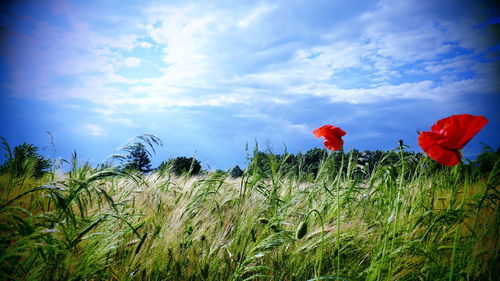 Red poppy flowers growing on field against sky