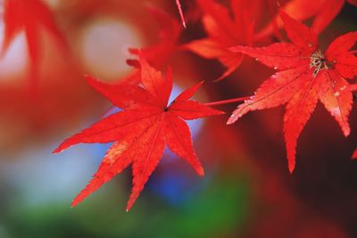 Close-up of red maple leaves