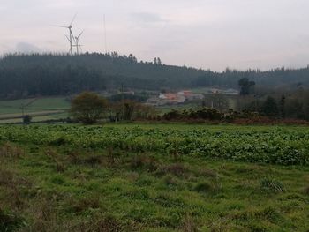 Scenic view of agricultural field against sky