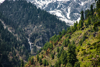 Panoramic view of pine trees in mountains